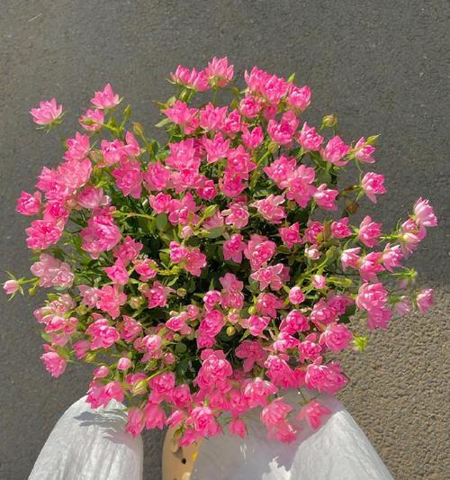 花语繁星3d的花语是什么？它象征着什么？