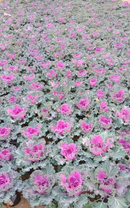 雪萝花的花语有哪些？雪萝花代表了什么？