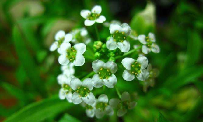 百香雪球的花语是什么？它象征着什么？