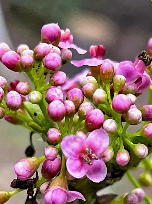 冬青的花语是什么？它代表了哪些含义？
