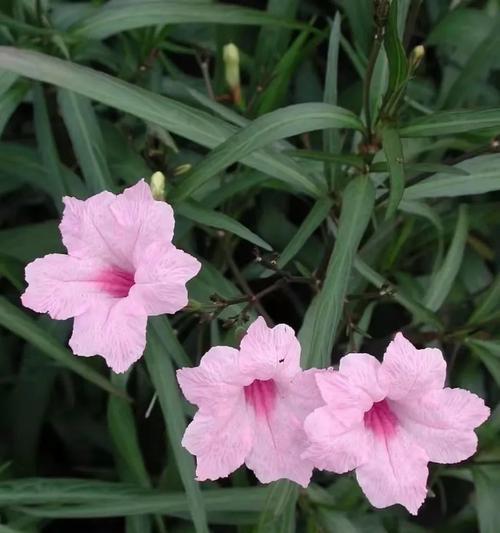 芦莉花的花语有哪些？芦莉花象征着什么？