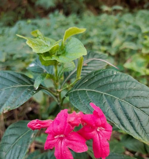 芦莉花的花语有哪些？芦莉花象征着什么？