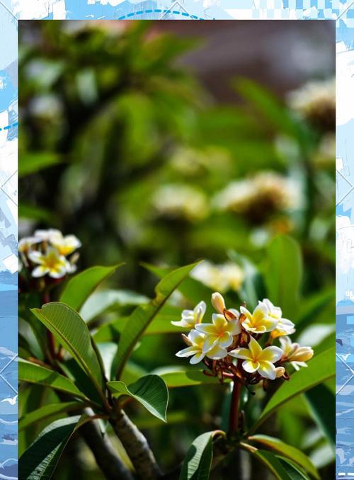 忙果花的花语是什么？它代表了哪些含义？