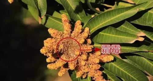 忙果花的花语是什么？它代表了哪些含义？