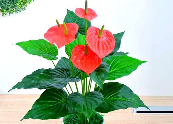 红掌水竹的花语是什么？它象征着什么？