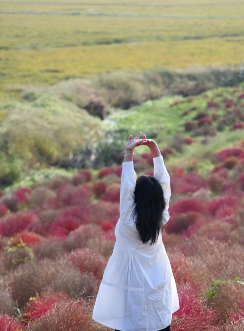 地肤绿的花语有哪些？地肤绿代表了什么？