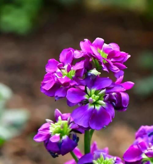 雷神花的花语是什么？它代表了哪些含义？