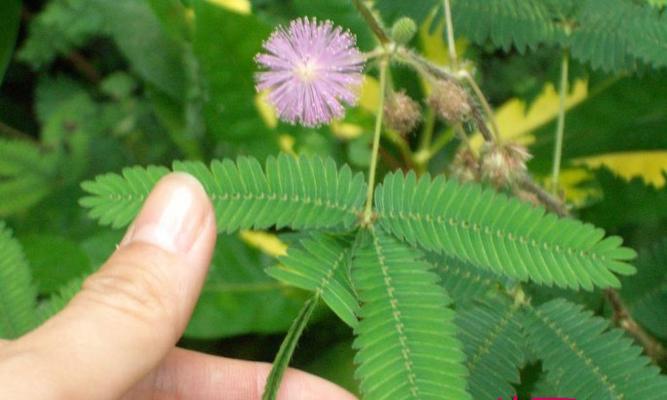 雷神花的花语是什么？它代表了哪些含义？