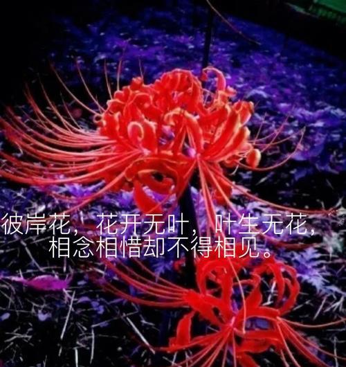 彼岸花的花语意义是什么？彼岸花象征着什么？