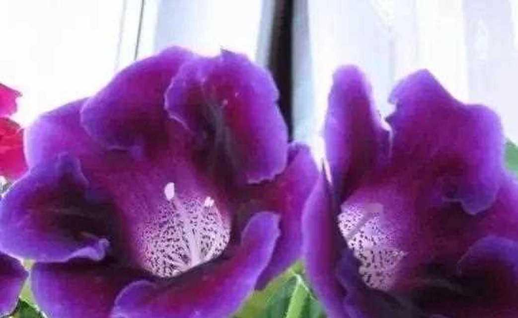 大岩桐花花语是什么？如何表达爱意？
