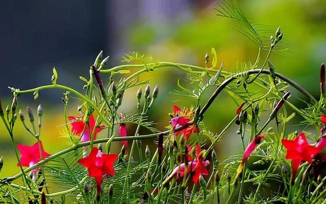 爬藤茑萝花语是什么？它象征着什么？