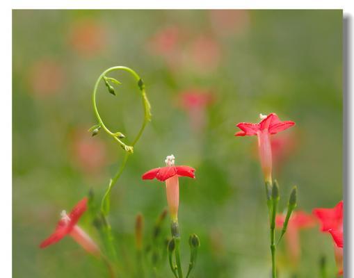 爬藤茑萝花语是什么？它象征着什么？