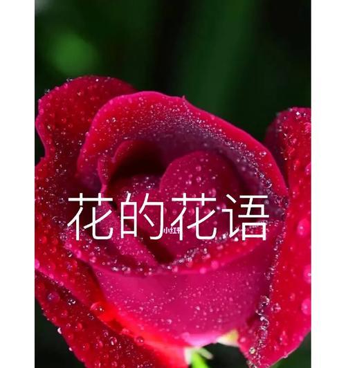 心形花花语有何深意？如何用它来传达爱意？