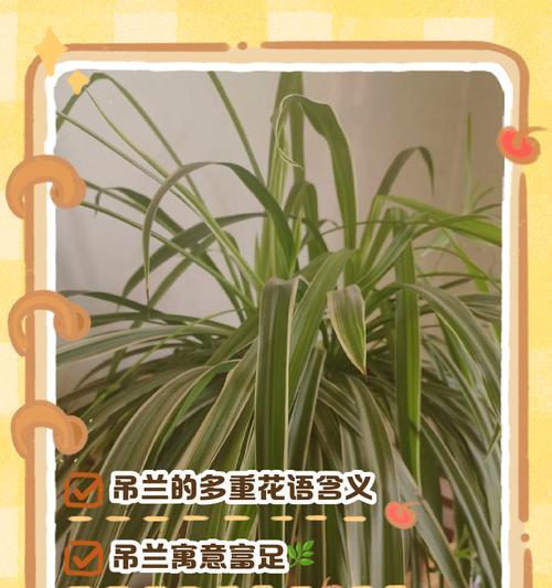 紫吊兰花花语是什么？它象征着怎样的情感？