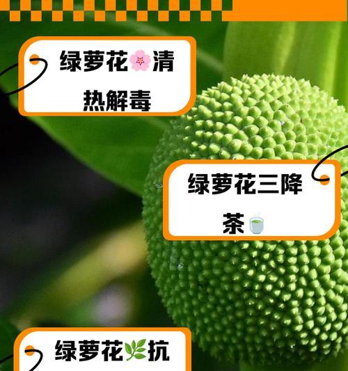 绿萝兰花语是什么？它象征着怎样的情感？