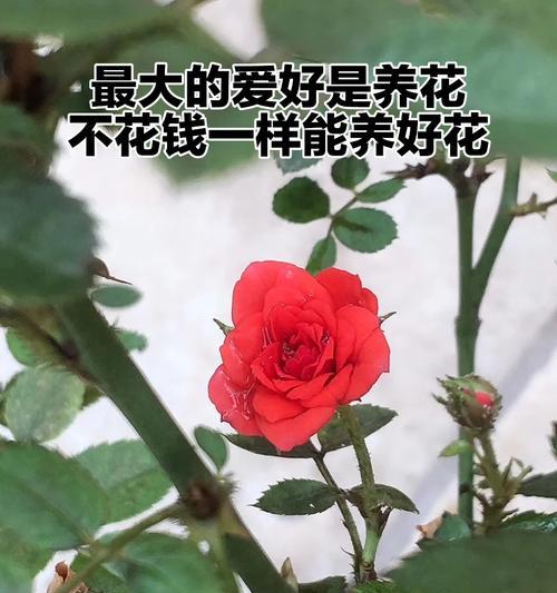 香芋花花语有何含义？如何用它来表达爱意？