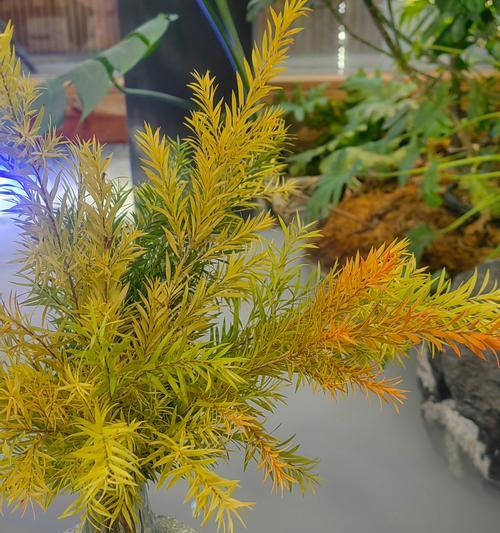 千层叶花语是什么？它象征着怎样的情感？