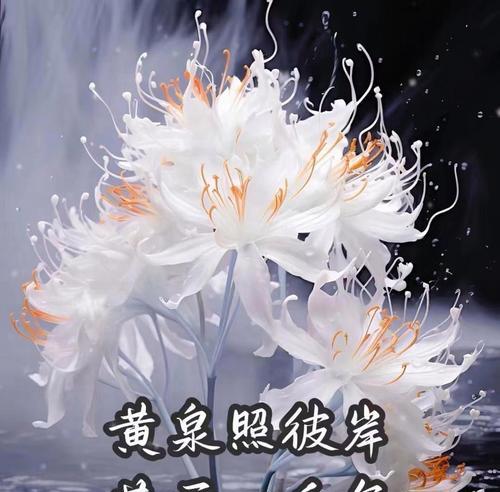 比安花花语有何深意？它在花语中扮演什么角色？