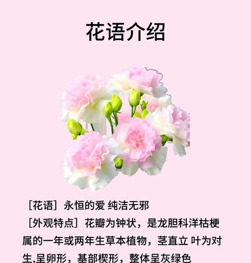 粉吉梗花花语代表什么？它象征着怎样的情感？