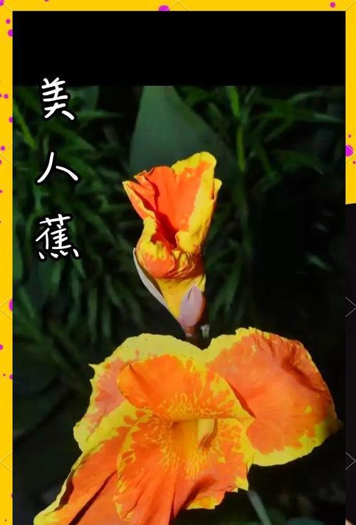 代美人蕉花语是什么？如何用它来表达情感？