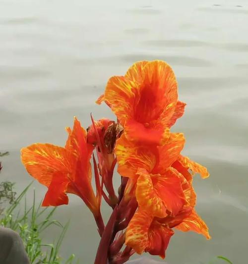 代美人蕉花语是什么？如何用它来表达情感？