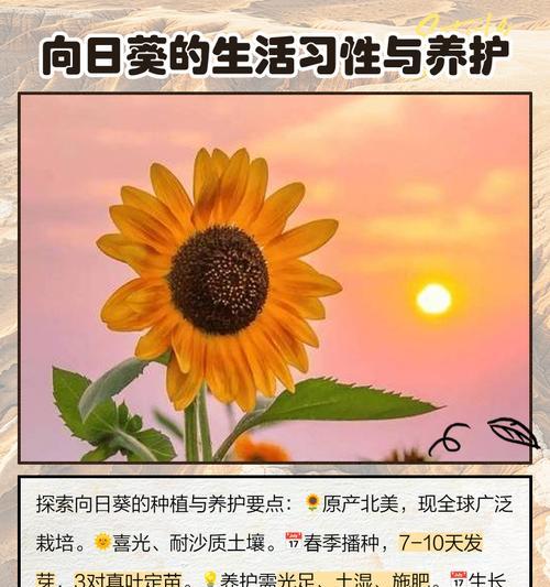 老鹤草花语是什么？它象征着怎样的情感？