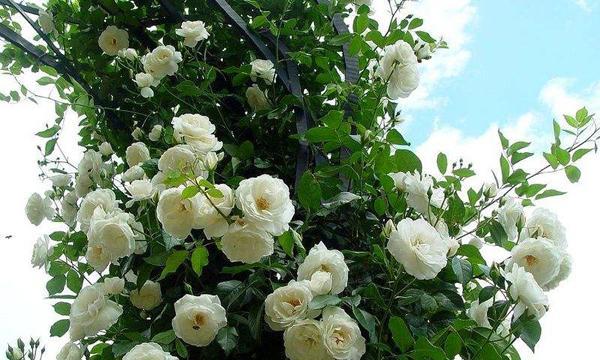 老鹤草花语是什么？它象征着怎样的情感？
