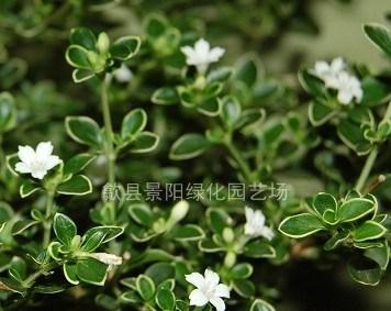 老鹤草花语是什么？它象征着怎样的情感？