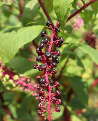 花商陆花语代表什么？它象征着怎样的情感？