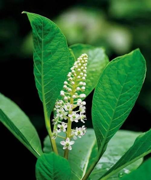 花商陆花语代表什么？它象征着怎样的情感？