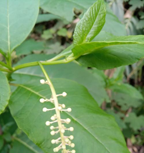 花商陆花语代表什么？它象征着怎样的情感？