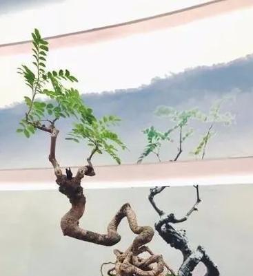 青香木的花语是什么？它象征着什么意义？