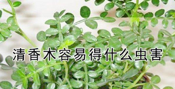 青香木的花语是什么？它象征着什么意义？