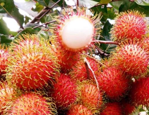 红毛丹的花语有哪些？如何理解红毛丹的花语？