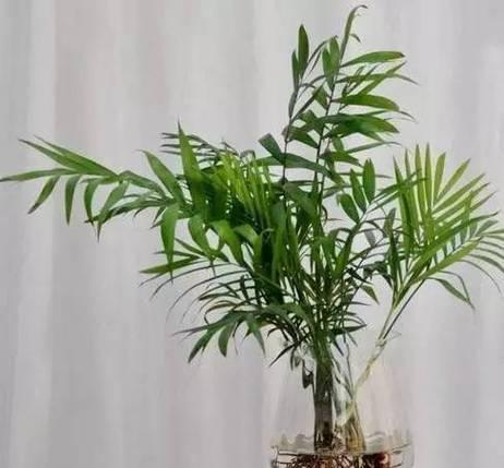 凤尾竹的花语代表什么？它有什么特别的含义吗？