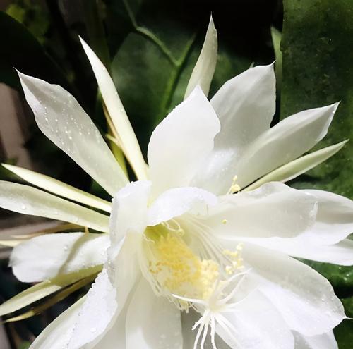 凤尾竹的花语代表什么？它有什么特别的含义吗？