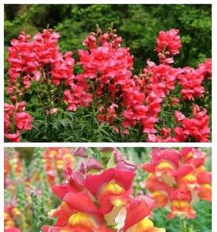 紫金鱼草花语是什么？它象征着什么？