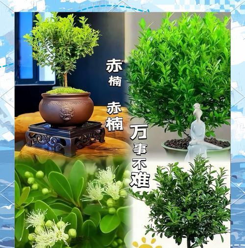 红杨赤楠花语是什么？它象征着什么意义？