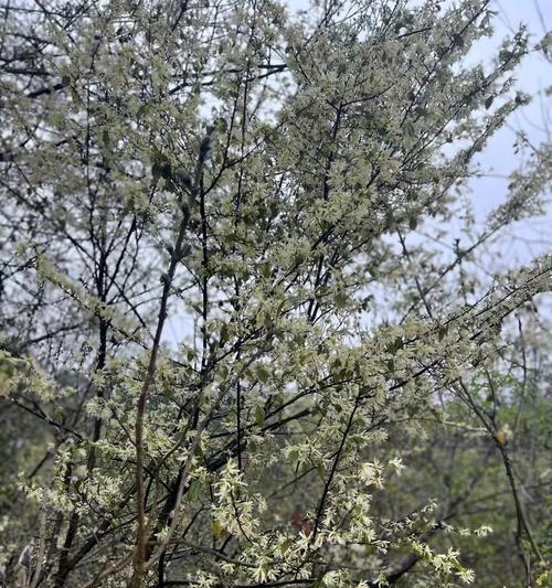 马齿苋树花语有哪些？它有什么特别的含义吗？