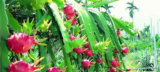 蟹爪花的花语是什么？它象征着什么意义？