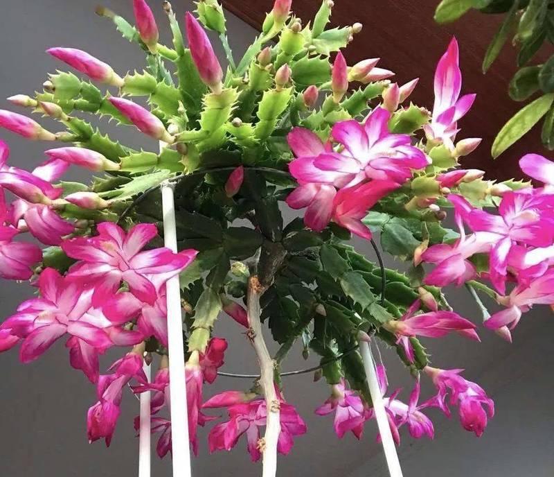 蟹爪花的花语是什么？它象征着什么意义？