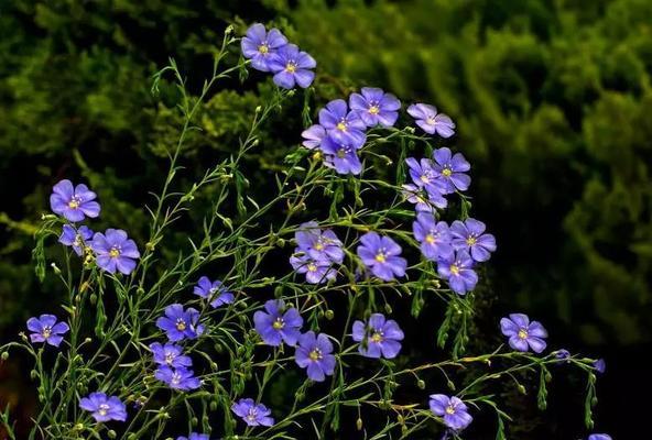 蓝亚麻花花语是什么？它象征着什么意义？