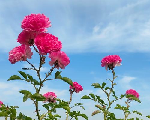 蔷薇花话花语是什么？它象征着什么意义？