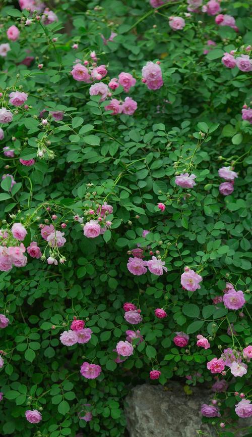 蔷薇花话花语是什么？它象征着什么意义？