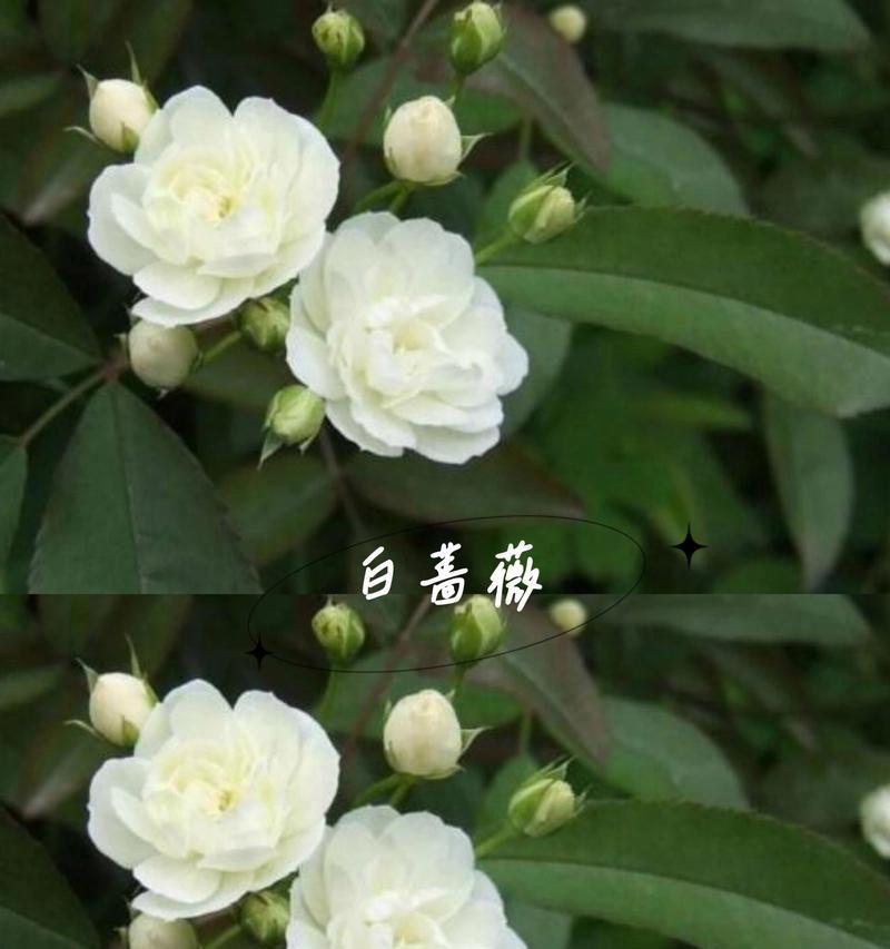 蔷薇花话花语是什么？它象征着什么意义？