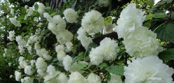 白脉椒草花语是什么？它象征着什么意义？