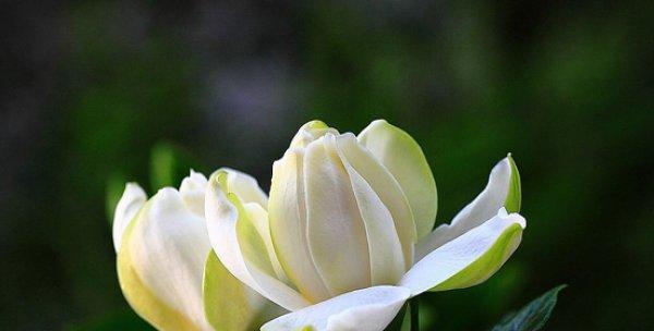 白脉椒草花语是什么？它象征着什么意义？