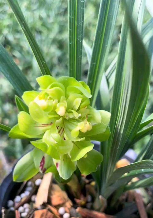 仙克兰花花语是什么？它象征着什么？