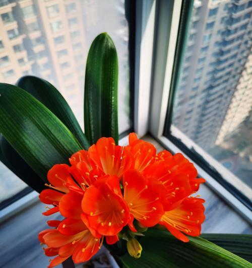 仙克兰花花语是什么？它象征着什么？