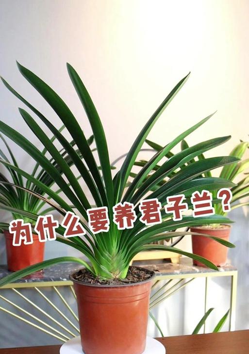 君孑兰的花语有哪些？它有什么特别的含义吗？